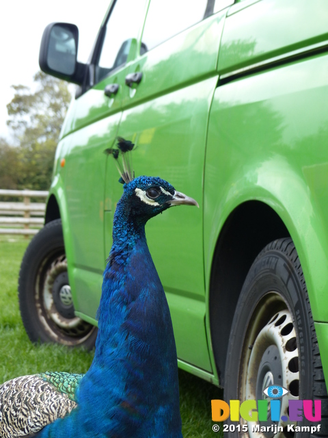 FZ022644 Peacock (Pavo cristatus) by campervan